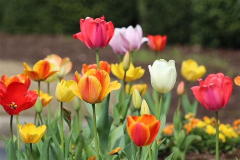 Ultimate Guide To Growing Tulips The Boston Bulb Company Ltd