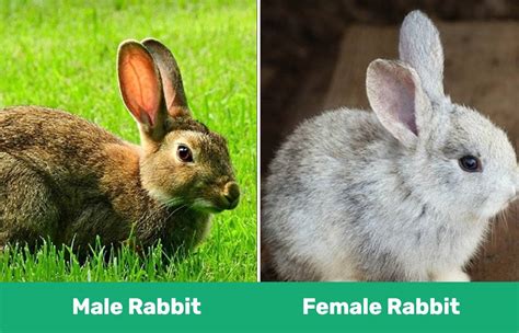Male Vs Female Rabbits Whats The Difference With Pictures Pet Keen
