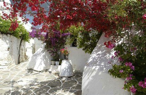 Colorful Bougainvilleas Greece Paros Paros Greece Greek Islands