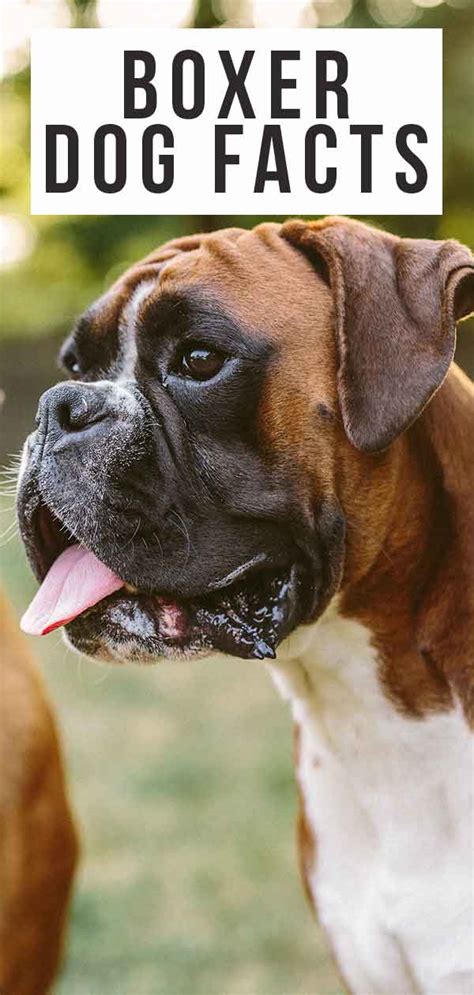 36 Boxer Dog Facts How Many Did You Already Know