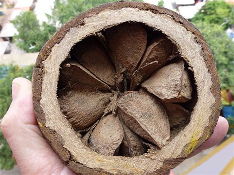 Brazil Nuts Planting Guide Care Problems And Harvest