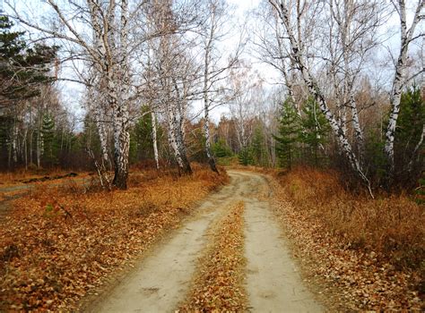 Road In Autumn Forest Free Stock Photo Public Domain Pictures