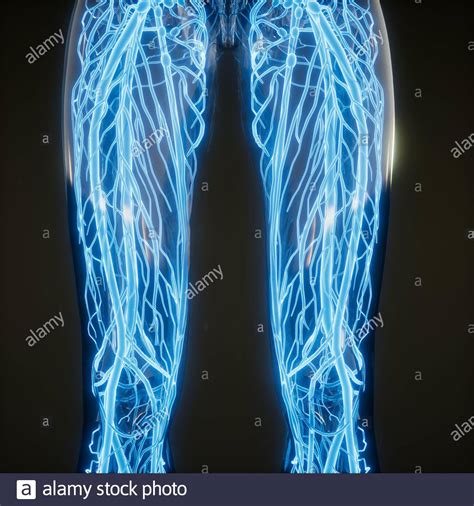 Blood Vessels Of Human Body Stock Photo Alamy