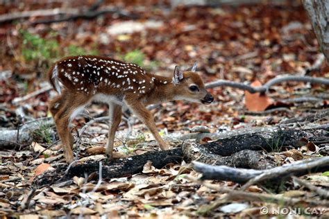 Key Deer Fawn Born To Blend Noni Cay Photography