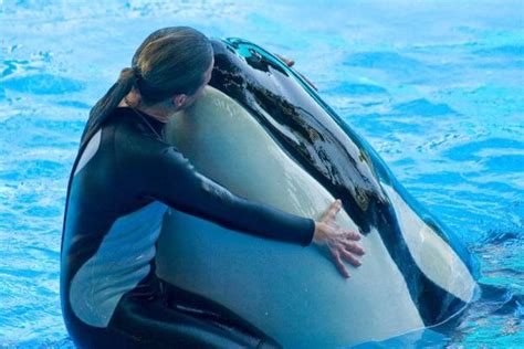 When they were cited by osha in. Dawn Brancheau SeaWorld Trainer Killed - Photo 2 - CBS News