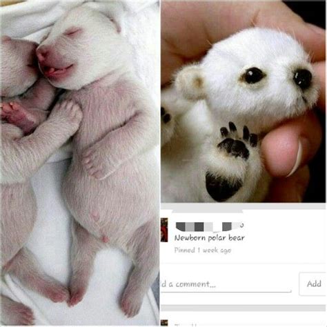Pinterestto The Left Is A Real Newborn Polar Bearto The Right Is