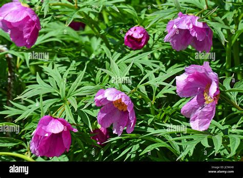 Paeonia Anomala Pink Peony Flowers Stock Photo Alamy