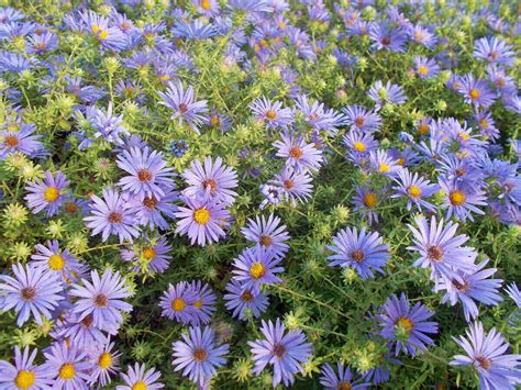 13 Best Native Plants For Indianapolis