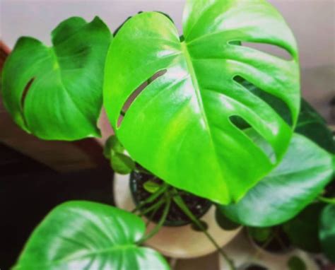 In one tale, her machinations backfired when she used cupid in revenge on the mortal psyche, only to have cupid fall in love and succeed in making psyche his immortal wife. Does this ever happen to you?! You get a plant you've ...
