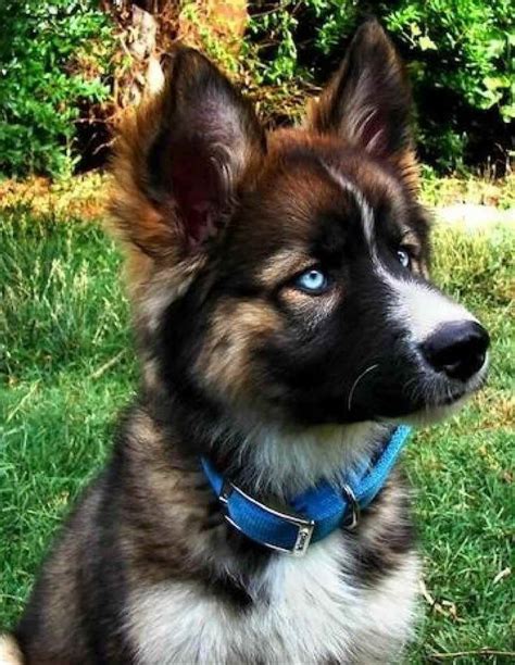 This clears the air that the gerberian shepsky or the german. Baby German Shepherd Husky Mix For Sale | PETSIDI