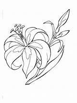 Coloring Lily Flower Flowers Lilies sketch template