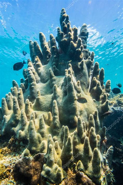 Huge Rare Pillar Corals Caribbean Sea — Stock Photo © Aetb 179947982