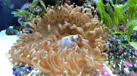 Anemone Ate Two Of My Clownfish At Once What Do I Do Reef2reef