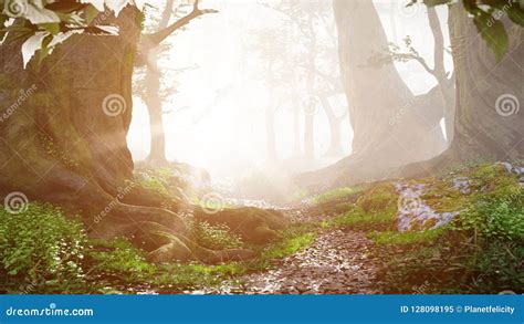 Path Through Magical Forest At Sunrise Beautiful Old Trees Fantasy