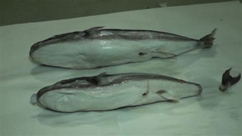 Riba koja ima otrov otrovniji od cijanida pronađena u Krimu