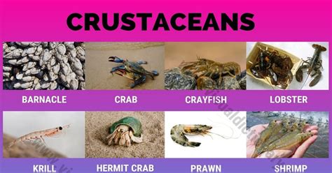 This is a redirect from a page that has been moved (renamed). Crustaceans: Useful List of 16 Names of Crustaceans in the ...