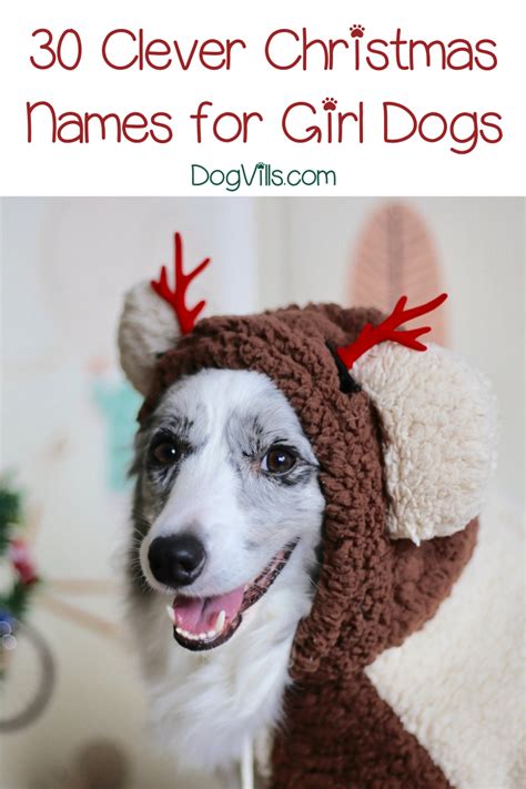 60 Fun And Festive Christmas Dog Names Dogvills