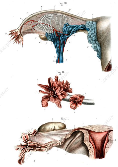 Fallopian Tube Anatomy Illustration Stock Image C0270059