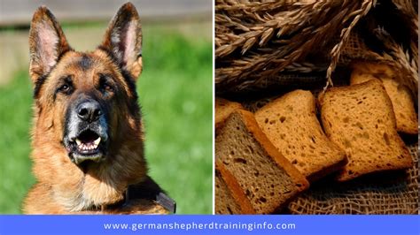 Can Dogs Eat Multi Grain Bread