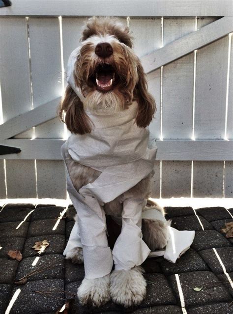 A Classic Mummy 27 Insanely Clever Halloween Costumes For Your Dog