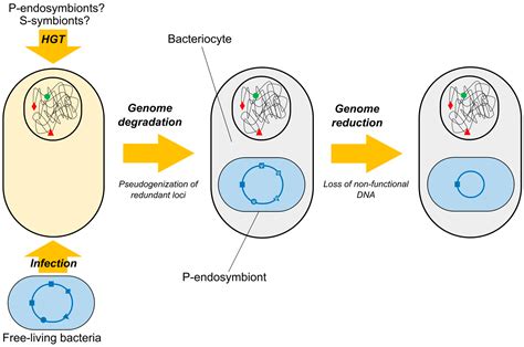 Genes Special Issue Horizontal Gene Transfer