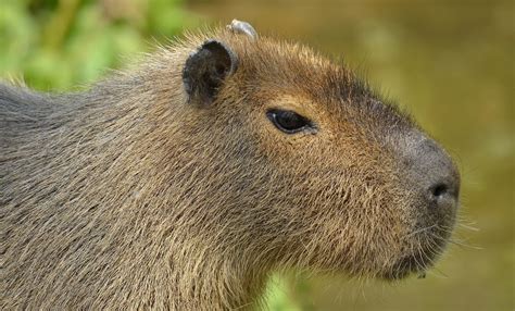 Animal Parecido Com Capivara