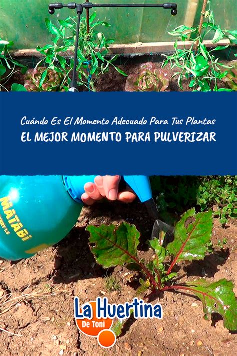 Cuando Es El Mejor Momento Para Pulverizar En Huerto Horticultura Huerto Jardin