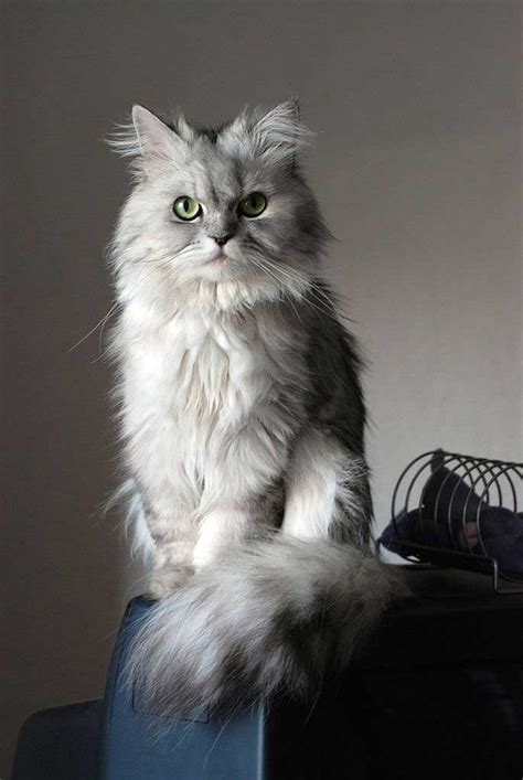 Traditional Persian Cat Character And Characteristics Breeds Of Cats