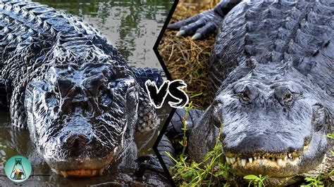 American Alligator Vs Black Caiman Which Is The Strongest Youtube