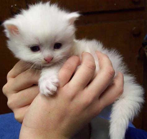 Dailydoseofcute White Ragdoll Kitten Beautiful Kittens Kittens