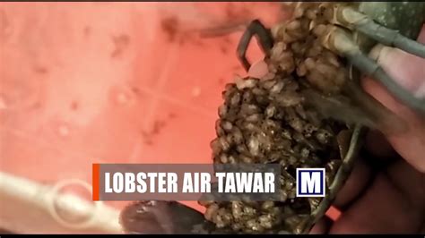 Lobster air tawar dapat hidup di mana pun air tawar berada, asal itu air mengalir. ANAK LOBSTER SIAP TURUN | BUDIDAYA LOBSTER AIR TAWAR - YouTube