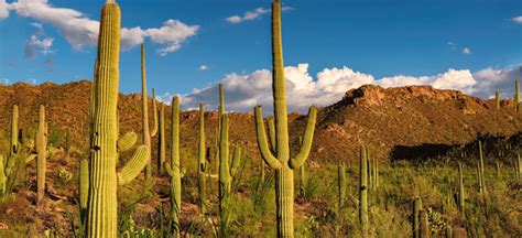 These 10 Saguaro Cactus Facts Will Blow Your Mind