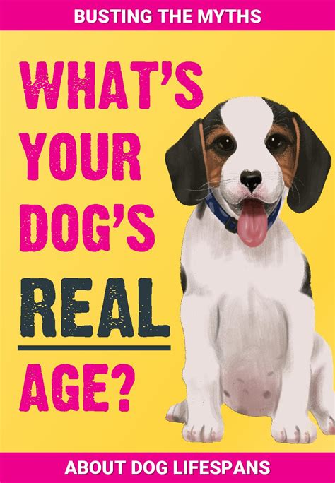 What Is Your Dogs Real Age K9 Magazine