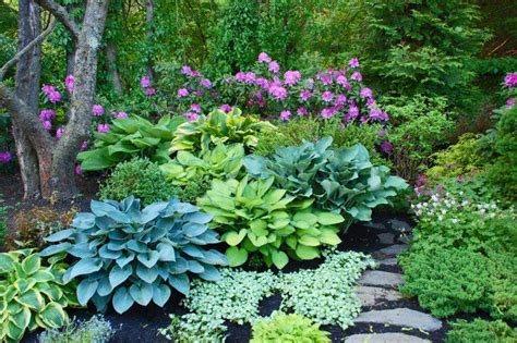 They bloom in late spring to early summer; Hostas and Rhododendron "Roseum Elegans". Garden by Steven ...