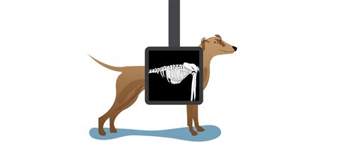 X Ray Clipart Pet Pencil And In Color X Ray Clipart Pet Images