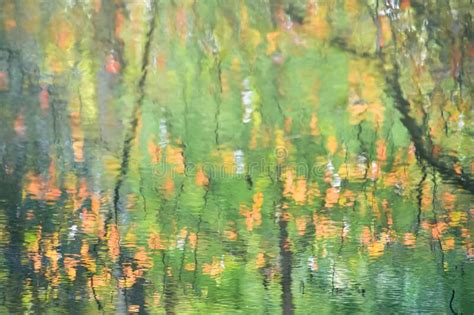 Abstract Autumn Leaves Trees Branches Water Reflection Stock Image
