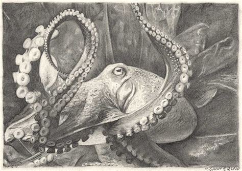 Drawing Of An Octopus