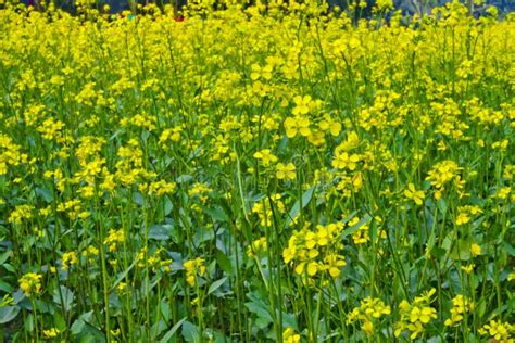 Bloomed Mustard Flowers Closeup Views On The Fields Stock Image Image