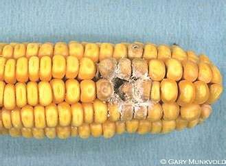 In the united states, food and drug administration (fda) action levels for the aflatoxin are as low as 0.5 µg/kg in milk. Aflatoxin. Causes, symptoms, treatment Aflatoxin