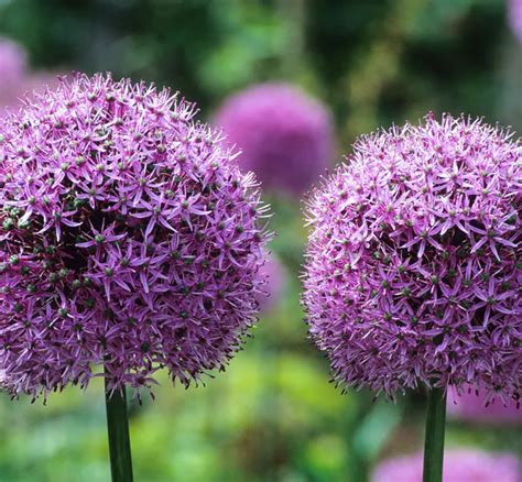How To Plant Grow And Care For Alliums Plants Spring Flowering Bulbs