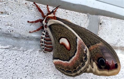 Moth Believed To Be Largest In North America Spotted Clinging To