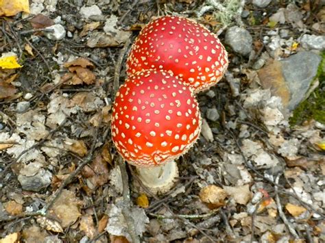 Red Mushrooms Of New Zealand Australia New Zealand Jones Flickr