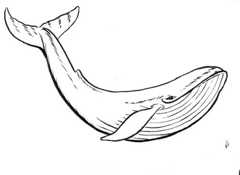 In this drawing lesson we are going to learn how to draw a killer whale (orca) for kids.and learn how to color using steadler luna colored pencilsintro musi. Whale Drawing For Kids at GetDrawings | Free download