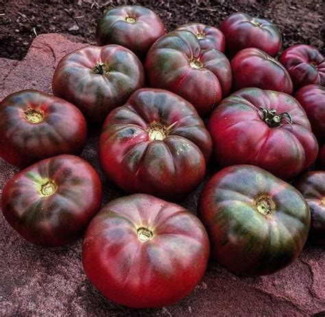 Sale Cherokee Purple Heirloom Beefsteak Slicer Tomato Rare Etsy