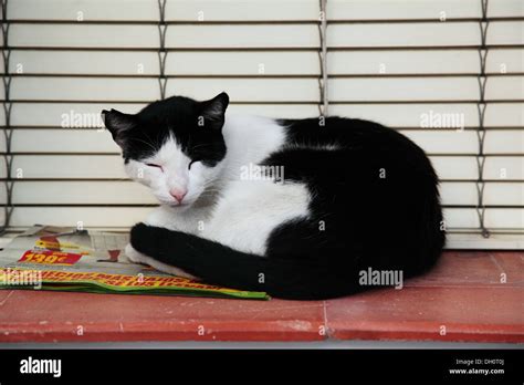 Stray Black And White Cat Sleeping On Window Sill Stock Photo Alamy