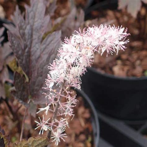 Actaea Black Negligee — Paddock Plants Buy Online Uk
