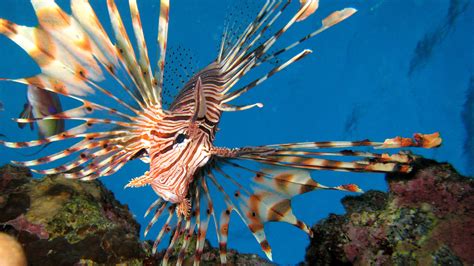 17 Beautiful But Dangerous Fish The Weather Channel