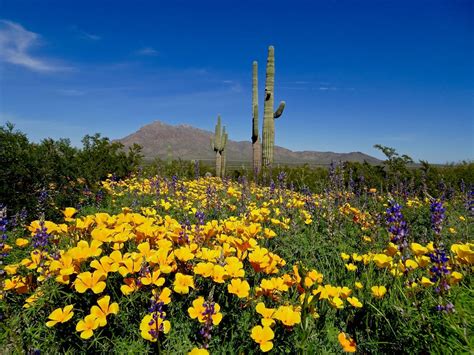 Arizona Wildflowers 2020 Best Hikes Scenic Drives