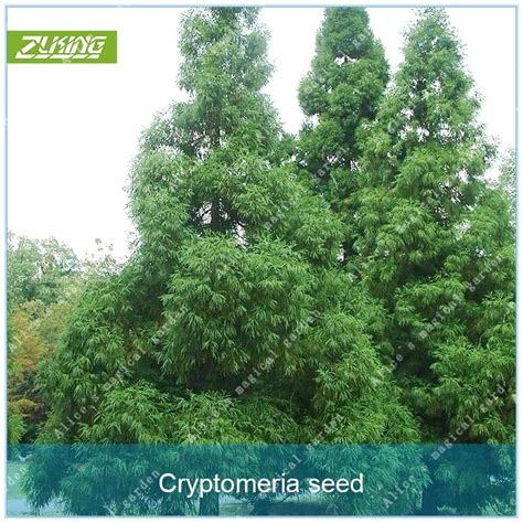 Zlking 50pcs Cryptomeria Fortunei Tree Bonsai Plants For Home Garden