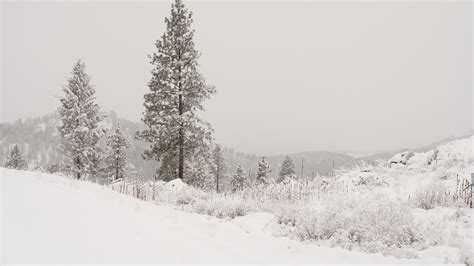 Wallpaper Mountains Snow Spruce Pine Trees Overcast Fir
